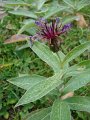 2012_10_Roverska_vyprava_Muranska_planina_43