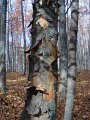 2012_10_Roverska_vyprava_Muranska_planina_52