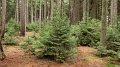 2013_12_Vanocni_10_74